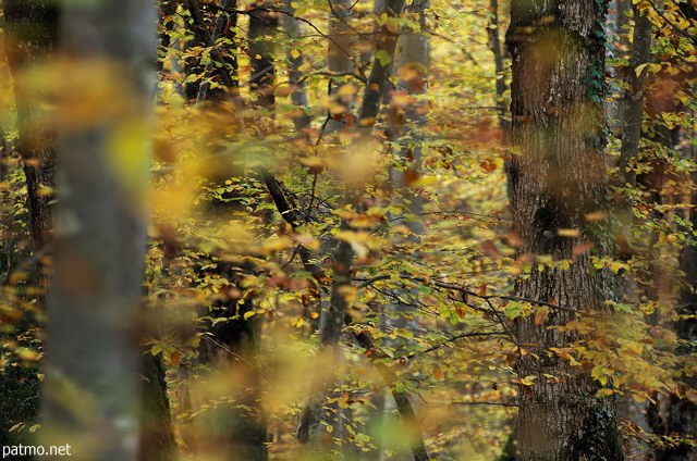 Photographie de l'ambiance douce de l'automne dans la forêt de Marlioz