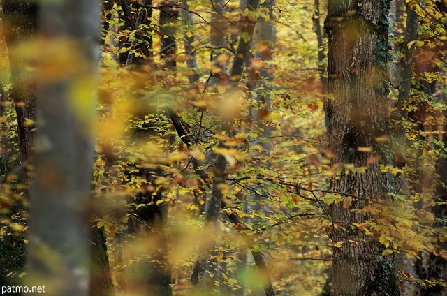 Photographie de l'ambiance douce de l'automne dans la fort de Marlioz