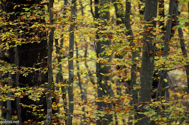 Image des couleurs chaudes des feuilles d'automne dans la fort de Marlioz