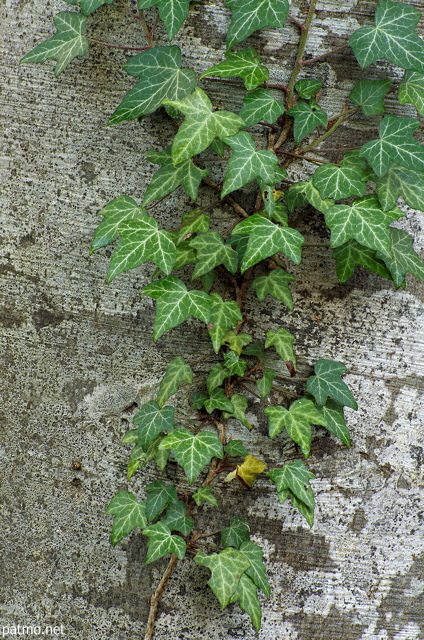 Photo de feuilles de lierre sur un tronc de hêtre