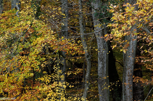 Photographie de l'ambiance colore de l'automne au bord de la fort de Marlioz