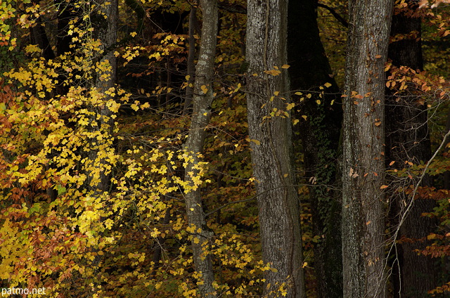 Image des couleurs d'automne  l'ore de la fort de Marlioz en Haute Savoie