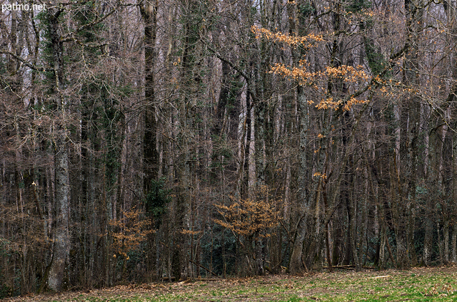Image de l'hiver en bordure de la forêt de Savigny