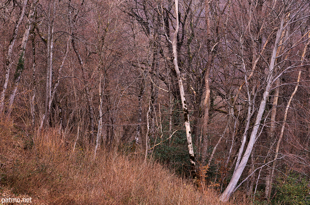 Picture of a winter dusk in the forest near Savigny