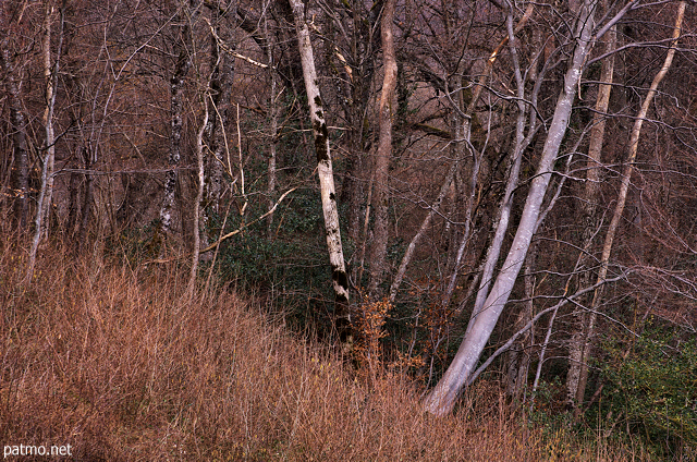 Photographie du crépuscule dans la forêt au pied de la montagne du Vuache