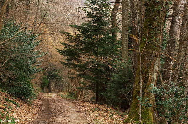 Photo d'un chemin  travers la fort de Savigny en Haute Savoie