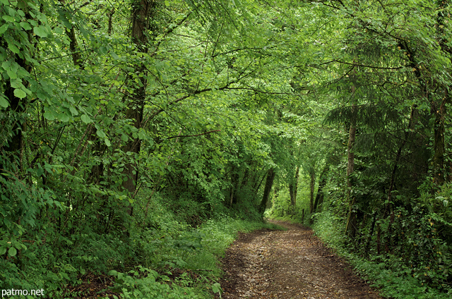 Picture of a path through the green springtime forest in Sallenoves