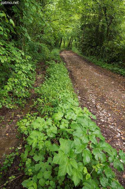 Image d'un chemin forestier au printemps dans la fort de Sallenoves