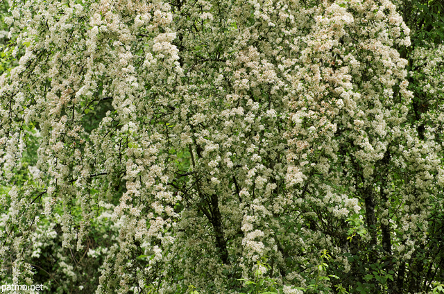 Photo de bourgeons printaniers dans la fort de Sallenoves