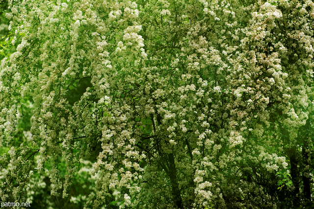 Image with green foliage and white blossoms in Sallenoves forest