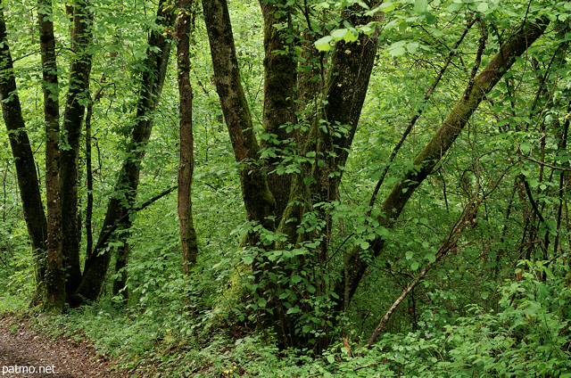 Photograph of trees in springtime forest around Sallenoves