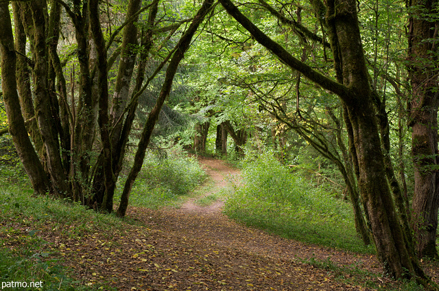 Photo d'un chemin  travers la fort du Chran en Haute Savoie