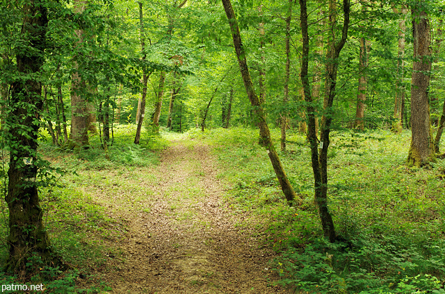 Photo of a little  path through the green Jura forest in summer