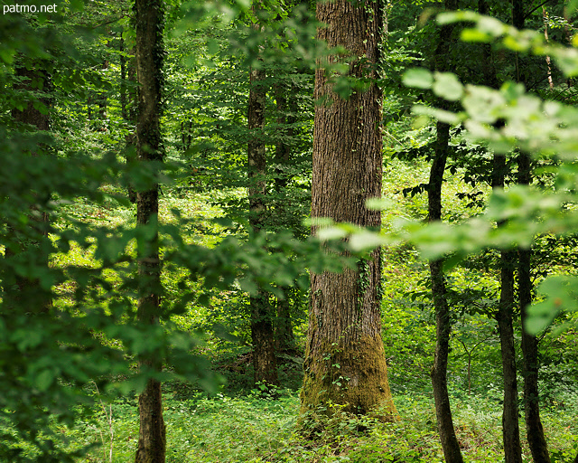 Photographie d'un tronc de chêne vu à travers le feuillage dans le forêt du Jura