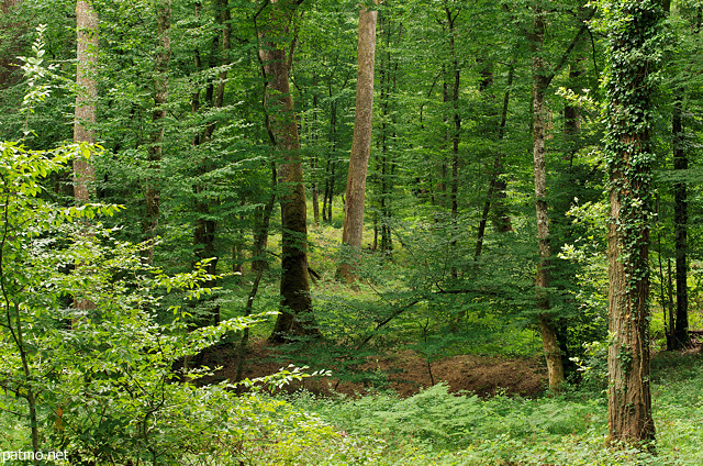Picture with a green atmosphere in french Jura forest
