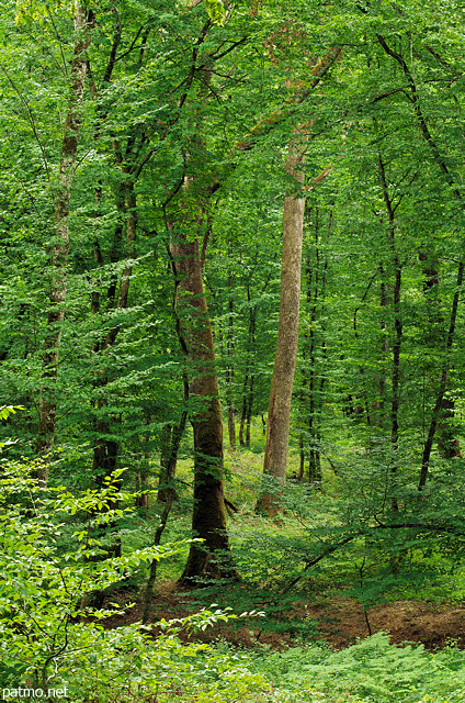 Image de troncs et de feuillages dans la forêt du Jura