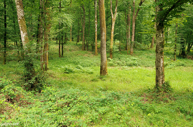 Image of a summer landscape with lush greens in the french Jura forest