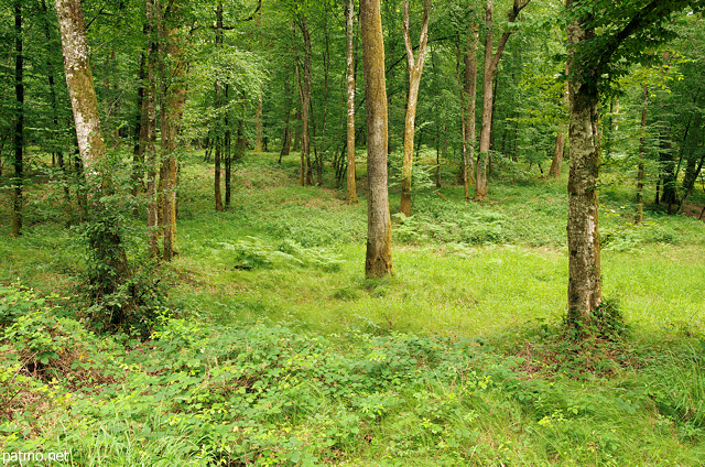 Photo de la fort du Jura dans une ambiance estivale