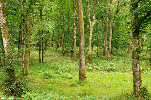 Photographie d'arbres et de fougères dans la forêt du Jura en été