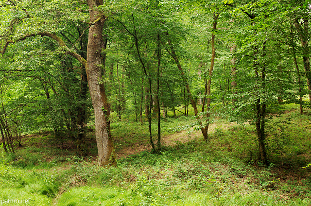 Photo d'un chêne entouré d'autres arbres dans la forêt verdoyante du Jura