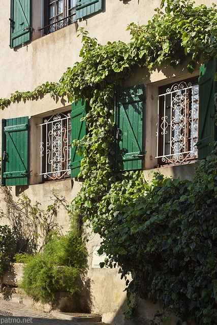 Image de vigne vierge sur la faade d'une maison du village de Cogolin