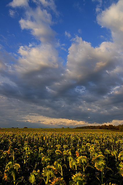 photo champs de tournesols