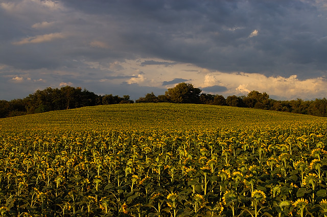 image de champs de tournesols