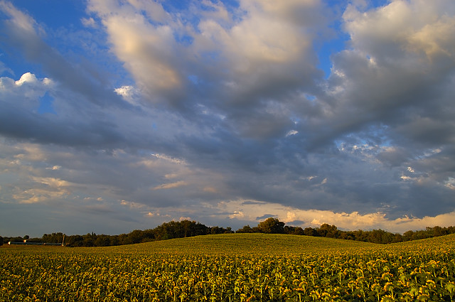 photo de tournesols