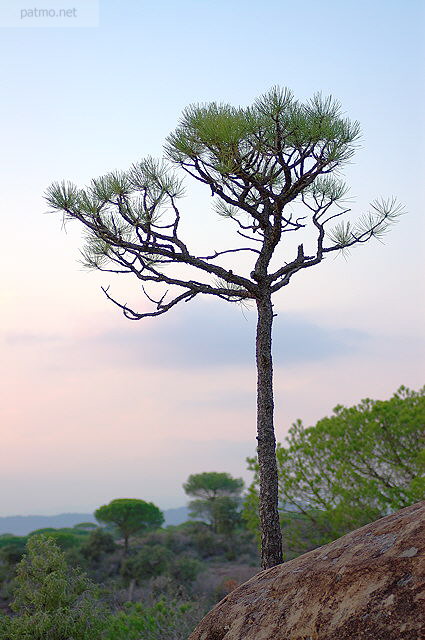 Image de la Plaine des Maures au crpuscule