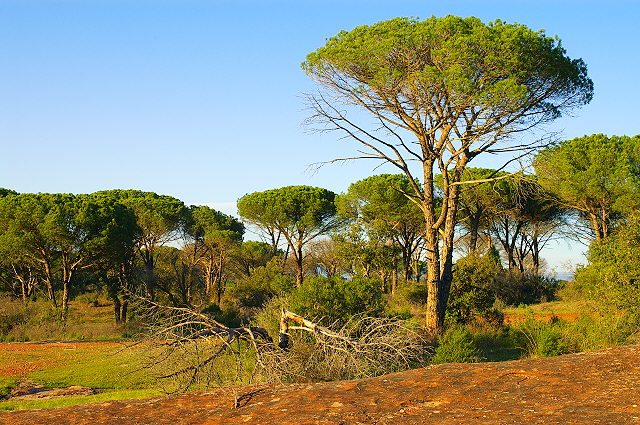 Image of parasol pines in La Plaine des Maures, Provence