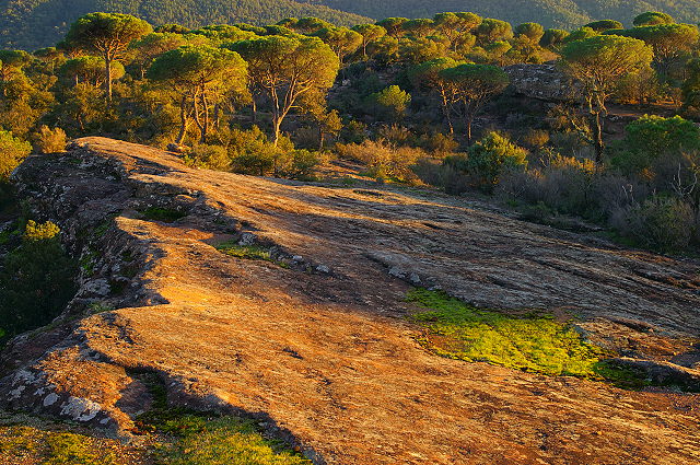 Photograph of La Plaine des Maures in Provence under the sunset light