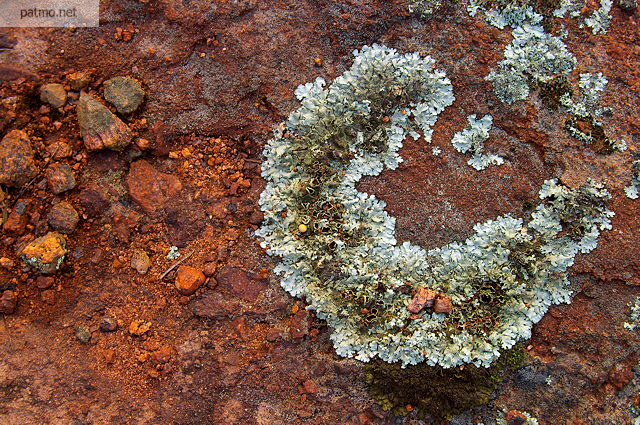 Image de lichen sur le sol rouge de la Plaine des Maures