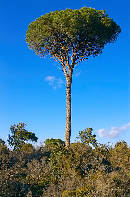 image de pin parasol