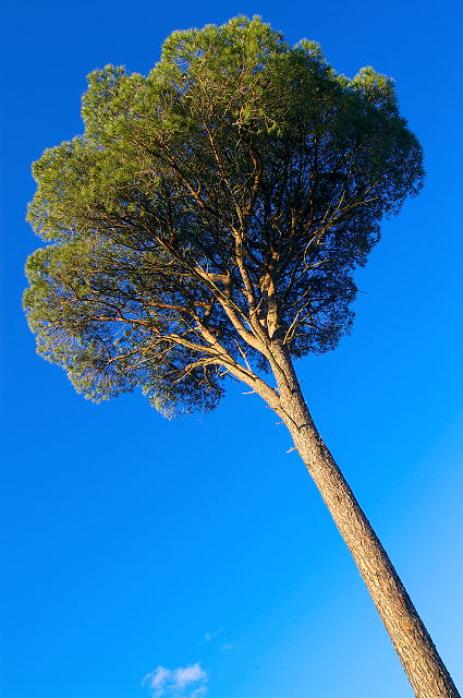 photo de pin parasol