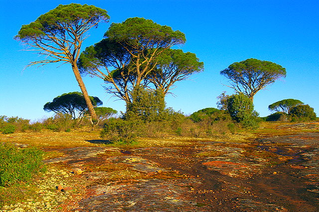 Image de la Plaine des Maures