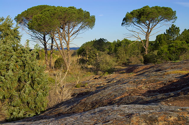 photo de pins parasols dans la plaine des maures