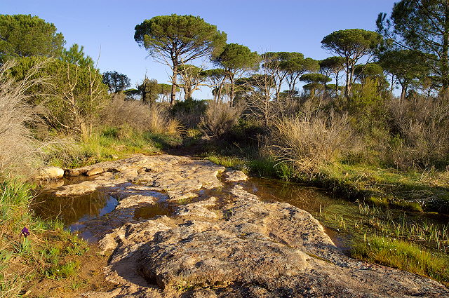 Photograph of La Plaine des Maures in the early morning