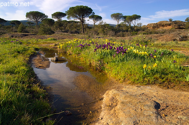 Photo de la Plaine des Maures au printemps