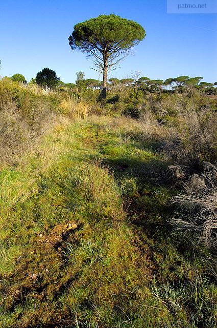 image de la plaine des maures au printemps