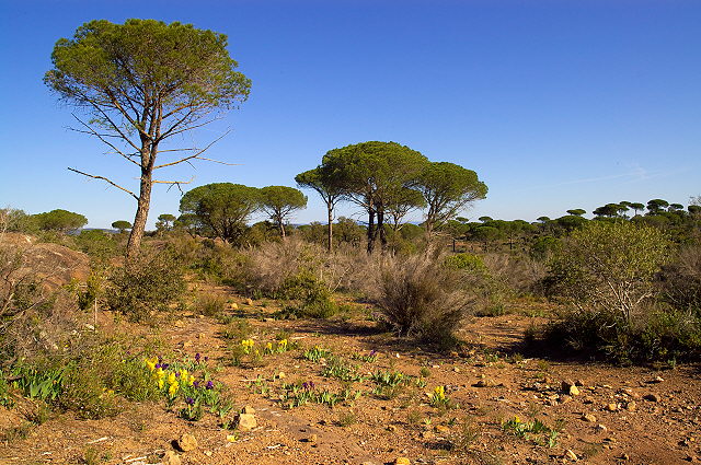 photographie de la plaine des maures