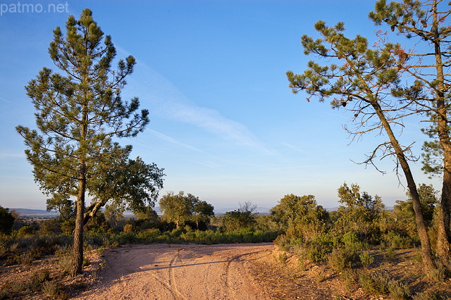 Photographie d'une piste forestière dans la Plaine des Maures
