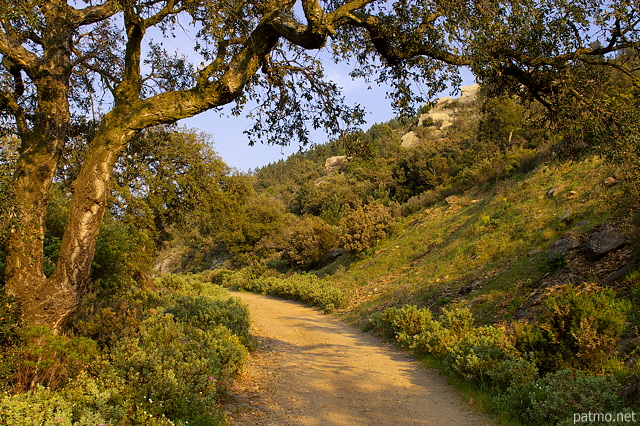 Photographie d'une piste forestire sur les crtes du Massif des Maures