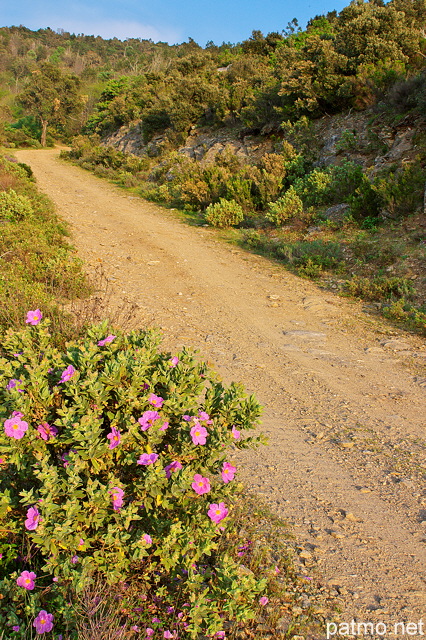 Photo d'une piste forestire sur les crtes du Massif des Maures