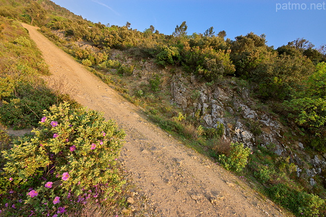 Image d'une piste forestire sur les crtes du Massif des Maures