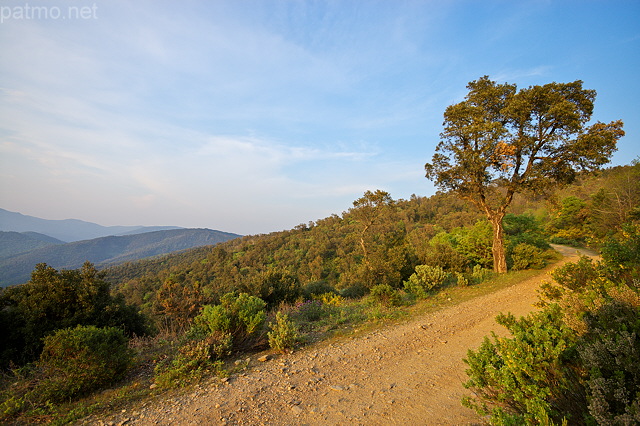 Photographie d'un chne lige au bord d'une piste forestire dans le Massif des Maures