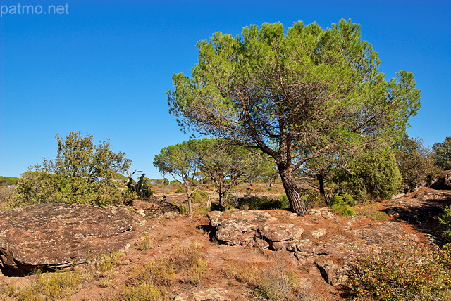 Photographie d'un pin parasol dans la Plaine des Maures