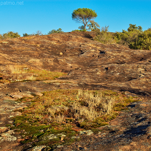 Photographie d'un paysage aride dans la Plaine des Maures