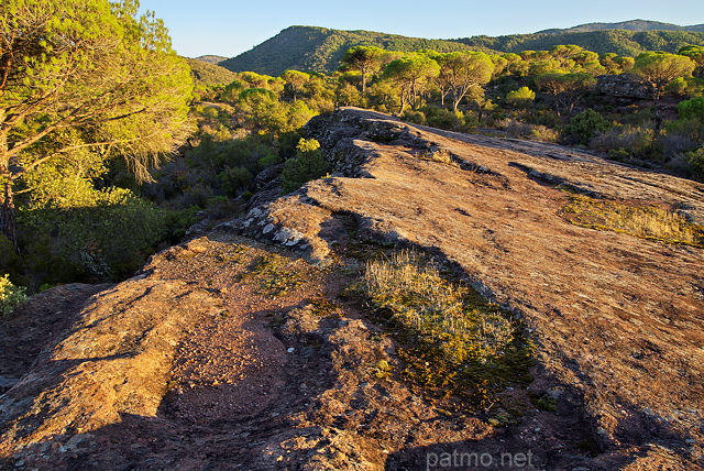 Photo d'un paysage de la Plaine des Maures