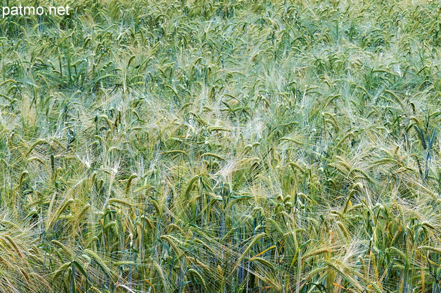 Photo d'un champ de céréales près de Notre Dame du Laus dans les Hautes Alpes