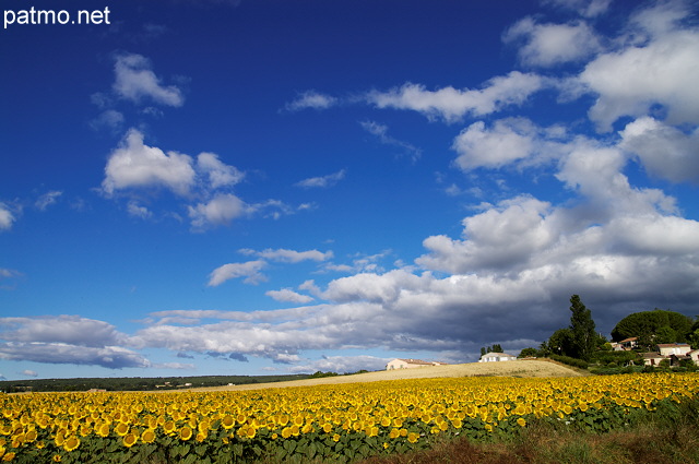 Photo d'un champ de tournesols prs de Mane dans les Alpes de Haute Provence